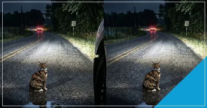 ‘ফোরটিন’, এক বৃষ্টিভেজা রাত ও একটি বিড়ালের ফেরার গল্প 