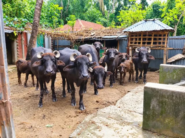 দৌলতপুরে পৈশাচিক হামলা: বাঁশ কাটা নিয়ে বিরোধের জেরে যুবকের হাত বিচ্ছিন্ন করে মহিষ ও পাট লুট।